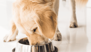 Golden dog eating Nom Nom food from a metal bowl