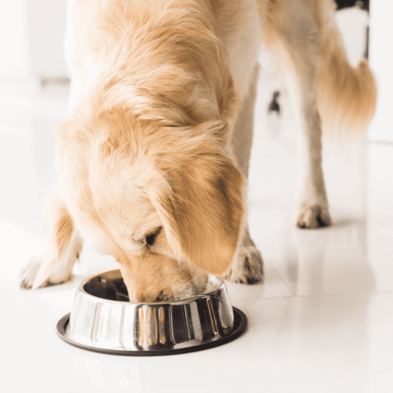 Golden dog eating Nom Nom food from a metal bowl